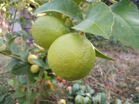 Big Lemon Stock Photos
