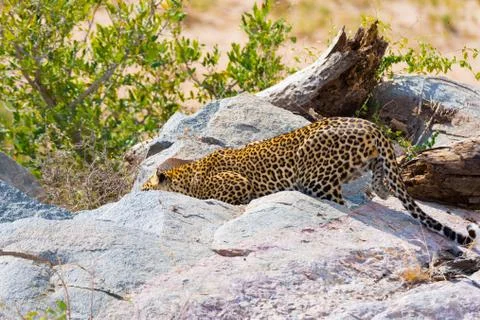 Big Leopard in attacking position ready for an ambush between the rocks and.. Stock Photos