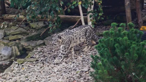 Big leopard goes for a walk Vídeo Stock 255247250