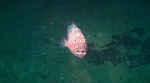 Big leopard grouper in ship wreck, red sea Stock Footage 787075