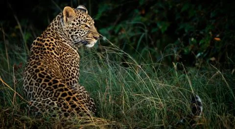 Big Leopard is sitting in the grass Stock Photos