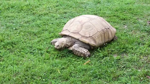 Big light shaded turtle Centrochelys crawls on the ground and eats grass Stock Footage 143531532