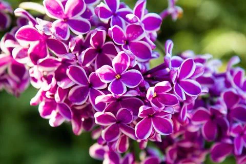 Big lilac branch bloom. Spring purple lilac flowers close-up Stock Photos