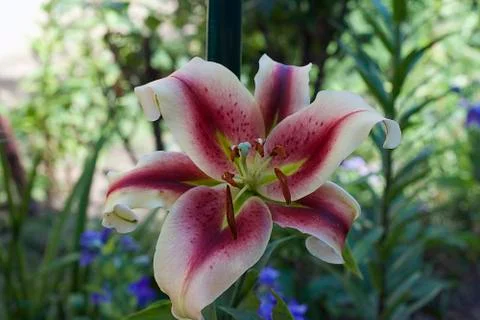 Big lily close up Stock Photos