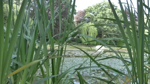 Big lily pond 库存影片 134570726