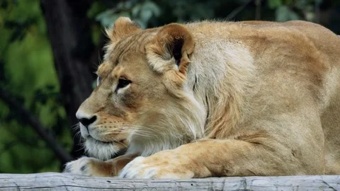 The big lion Stock Footage 283072567