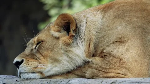 The big lion Stock Footage 283072569