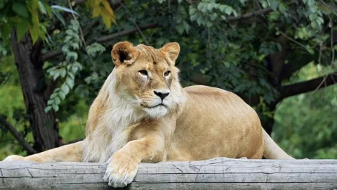 The big lion Stock Footage 283072574
