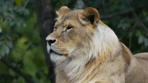 The big lion Stock Footage 283072634