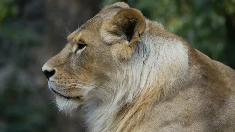 The big lion Stock Footage 283072635