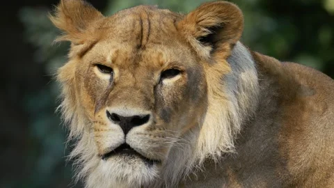 The big lion Stock Footage 283072642