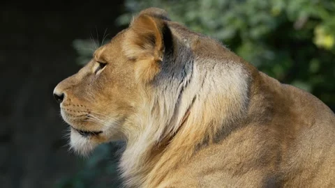 The big lion Stock Footage 283072646