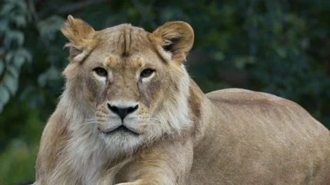 The big lion Stock Footage 283072649