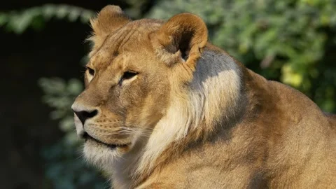 The big lion Stock Footage 283072651