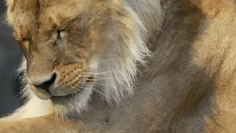 A big lion Stock Footage 283072665