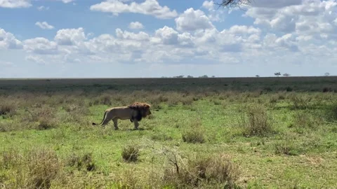 Big lion goes to his pride and goes to bed in the shade of a tree Stock-Footage 170182983