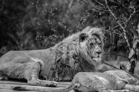 Big lion laying down Stock Photos