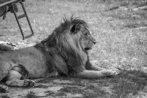 Big lion laying down Stock Photos