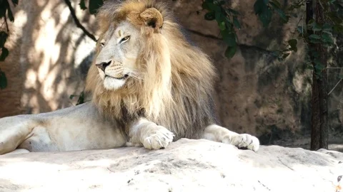 Big lion lying on a rock 스톡 동영상 85417326