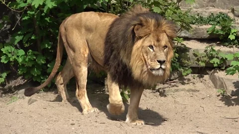 Big lion walking Stock Footage 90748647