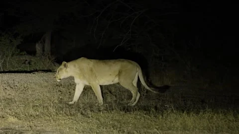 A big lioness on the move at night Stock Footage 340147315