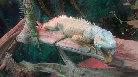 Big lizard on a branch Stock Photos