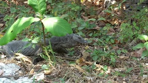 Big lizard crawling through the bushes, grass, leaves. Video stock 106747129