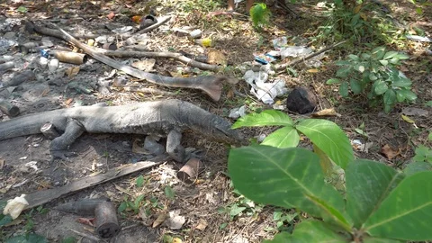 Big lizard crawling through the bushes, grass, leaves. Video stock 106747152