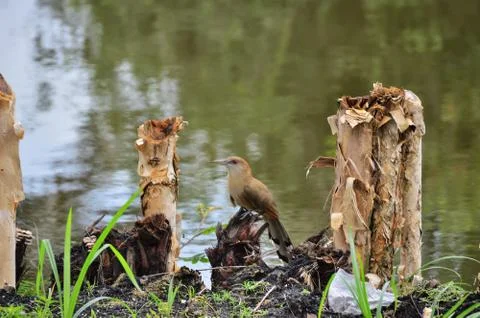Big lizard cuckoo in the wild, on a tree stump Stock Photos
