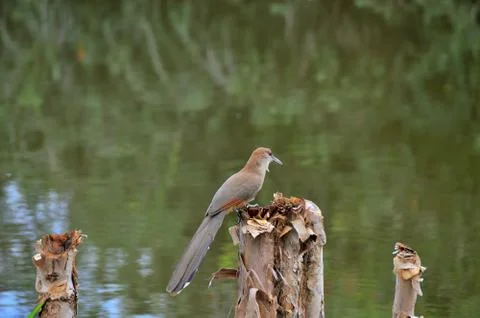 Big lizard cuckoo in the wild, on a tree stump Stock Photos