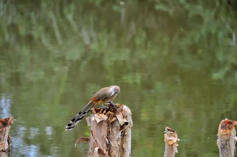 Big lizard cuckoo in the wild, on a tree stump Stock Photos