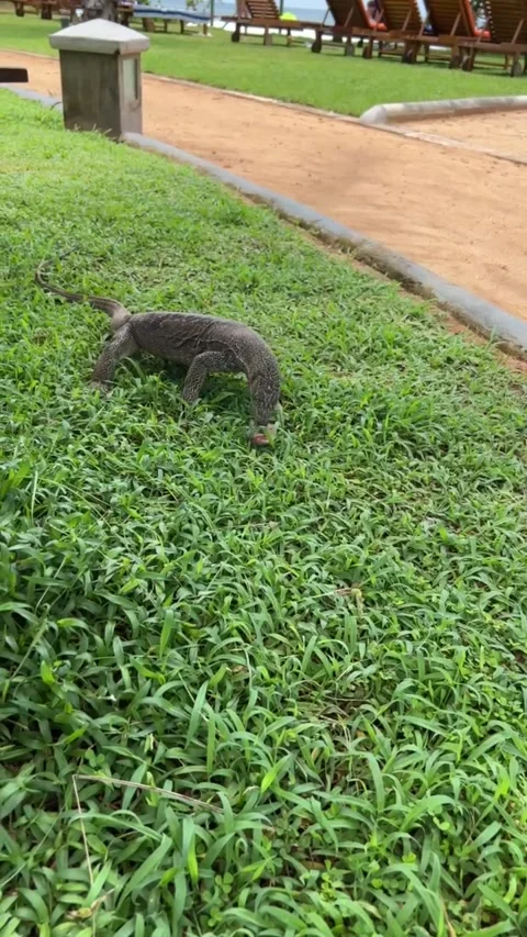 A Big Lizard Is Eating Something On The Lawn Near The Hotel Stock Footage 253713942
