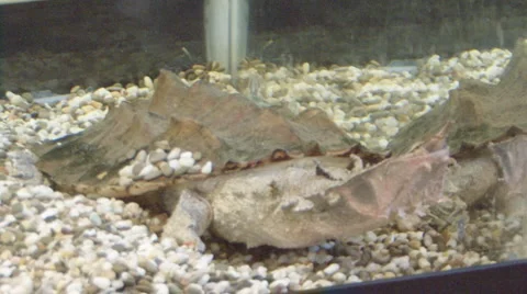 Big lizard Stock Footage 4080725