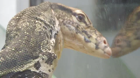 Big lizard Video stock 4133150