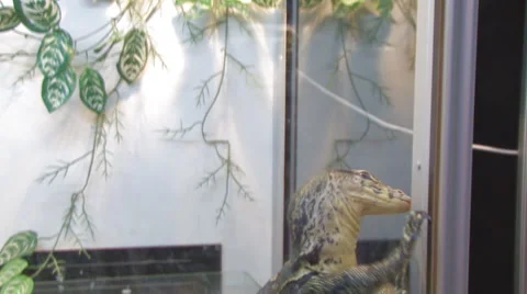 Big lizard Video stock 4138710