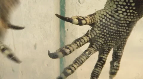 Big lizard Video stock 4139034