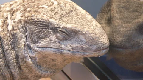Big lizard Video stock 4142903
