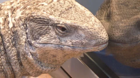 Big lizard Stock Footage 4145823