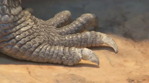 Big lizard Video stock 4146273