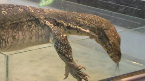 Big lizard Video stock 4148285