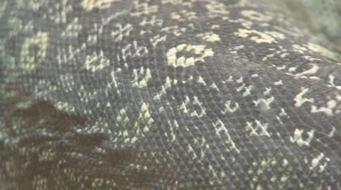 Big lizard Video stock 4150468