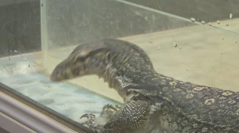 Big lizard Video stock 4150719