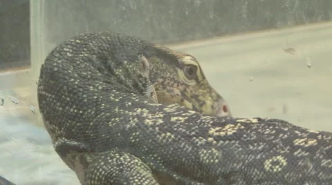 Big lizard Video stock 4154517