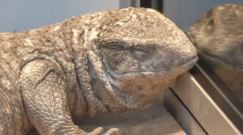 Big lizard Video stock 4155117