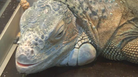 Big lizard Video stock 4158617