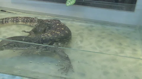 Big lizard Video stock 4161579