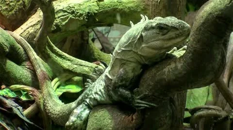 Big lizard Video stock 10824857