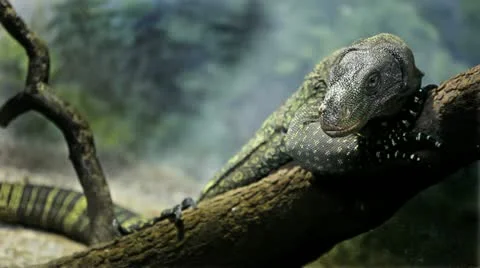 Big lizard Stock Footage 10880918