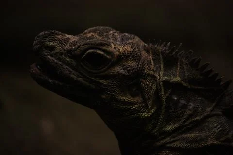 Big lizard head portrait Stock Photos