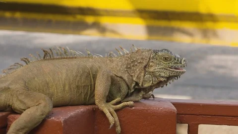 Big lizard iguana resting on colored bench on sunny day, Tortuguero, Costa Rica Stock Footage 141247159